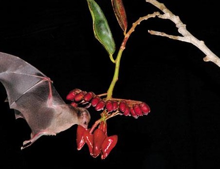 Morcego Nectarívoro